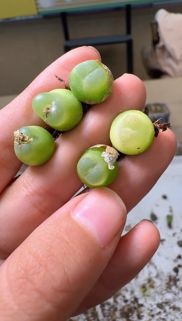 多肉植物肉锥10.8-321一颗