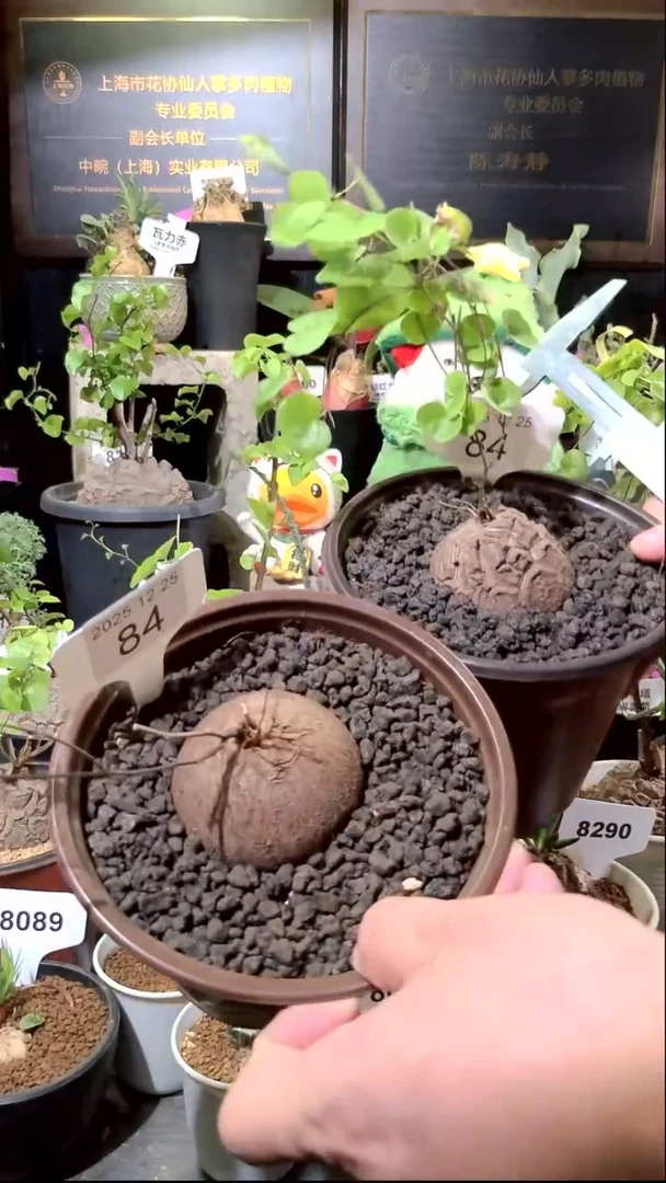 84号1225福利南非龟甲龙买一送一