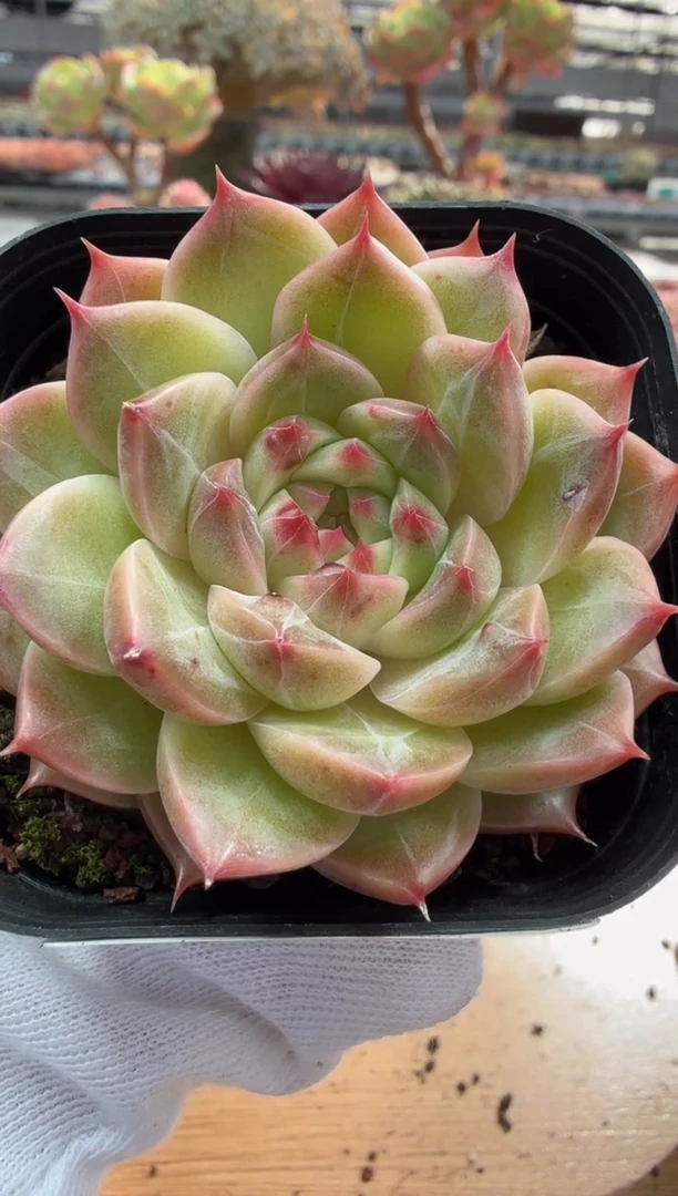 东云多肉园二店-159