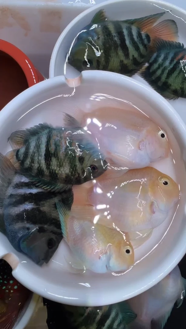 红宝石鱼4备损1红宝石球