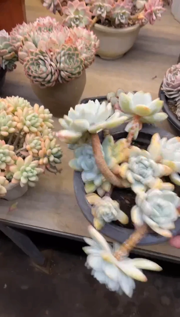 【闪购商品】1-205冷香