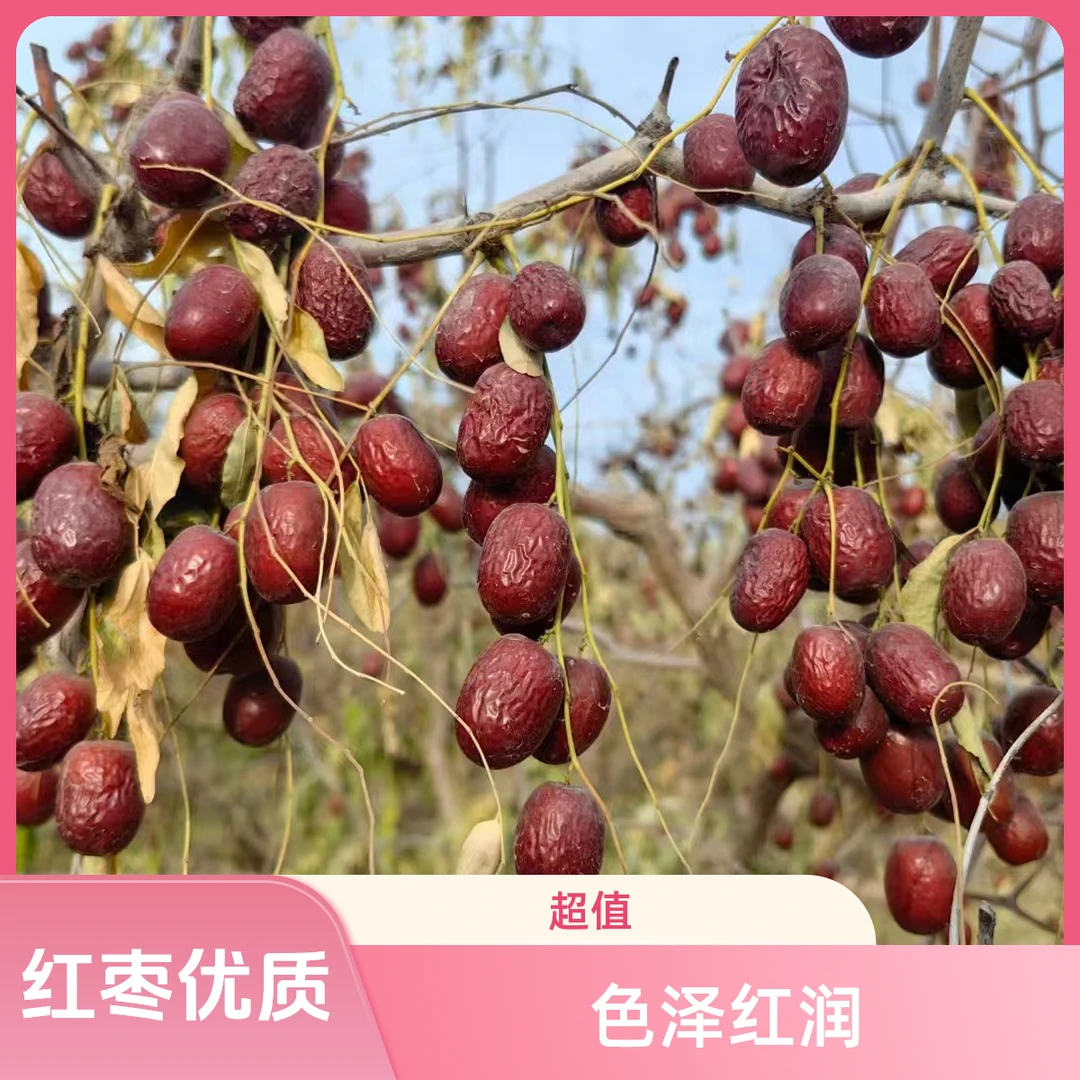【大美专属】新疆灰枣 树上自然吊干 原生态未加工
