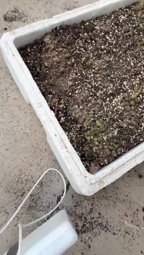 13-45多肉植物肉锥