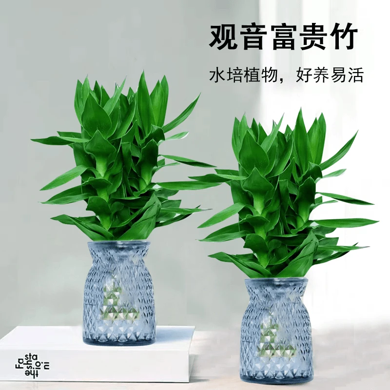 观音竹富贵竹水培绿植轻奢树脂盆盆栽桌面植物
