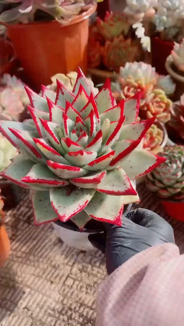 @****️跃跃精品多肉05113