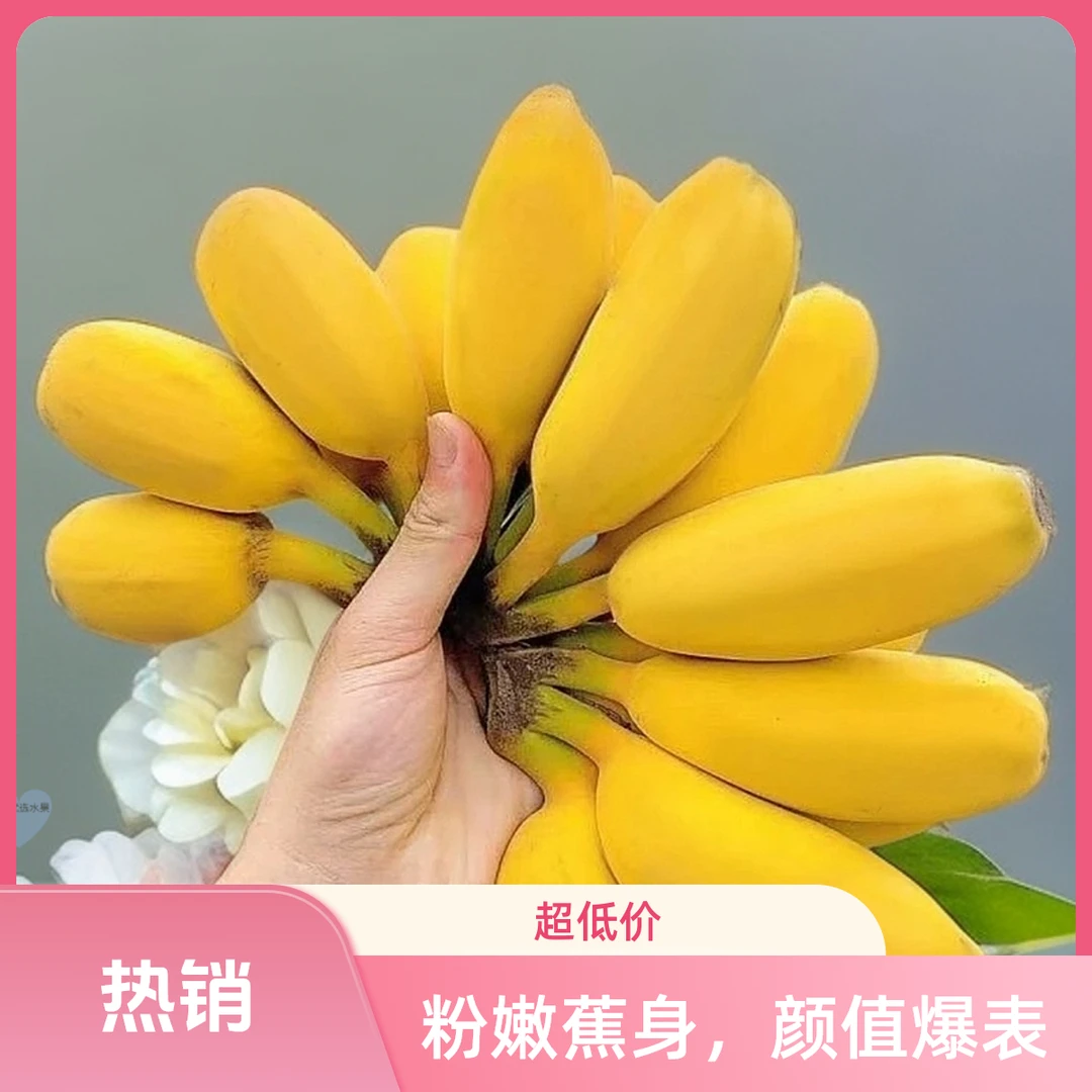 地道苹果蕉广东应季新鲜佳果粉蕉软糯香甜较香蕉美味现采批发包运