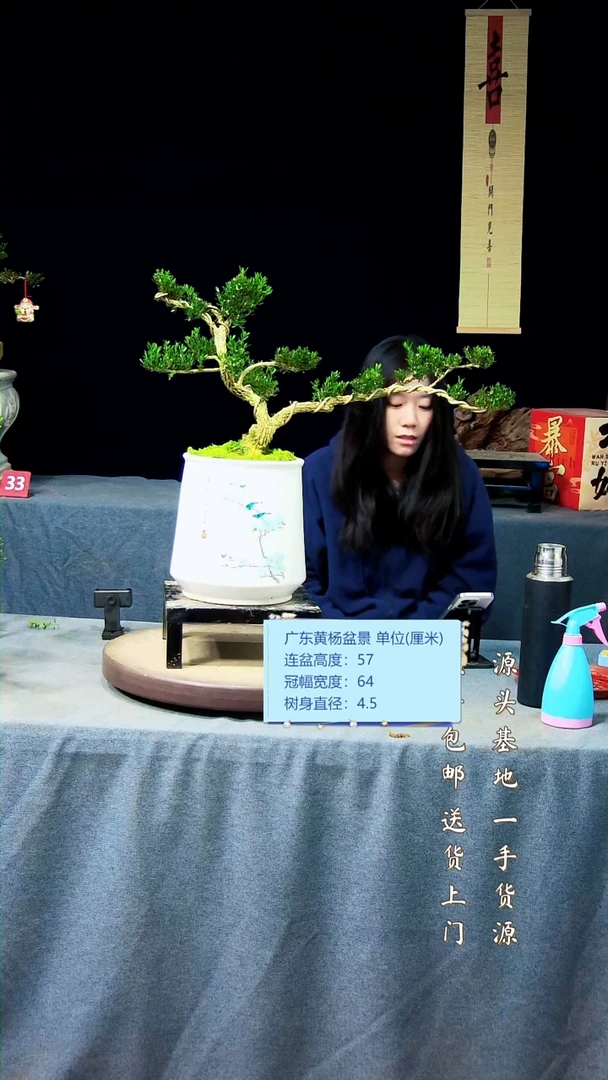 【闪购商品】黄杨盆景黄杨盆景