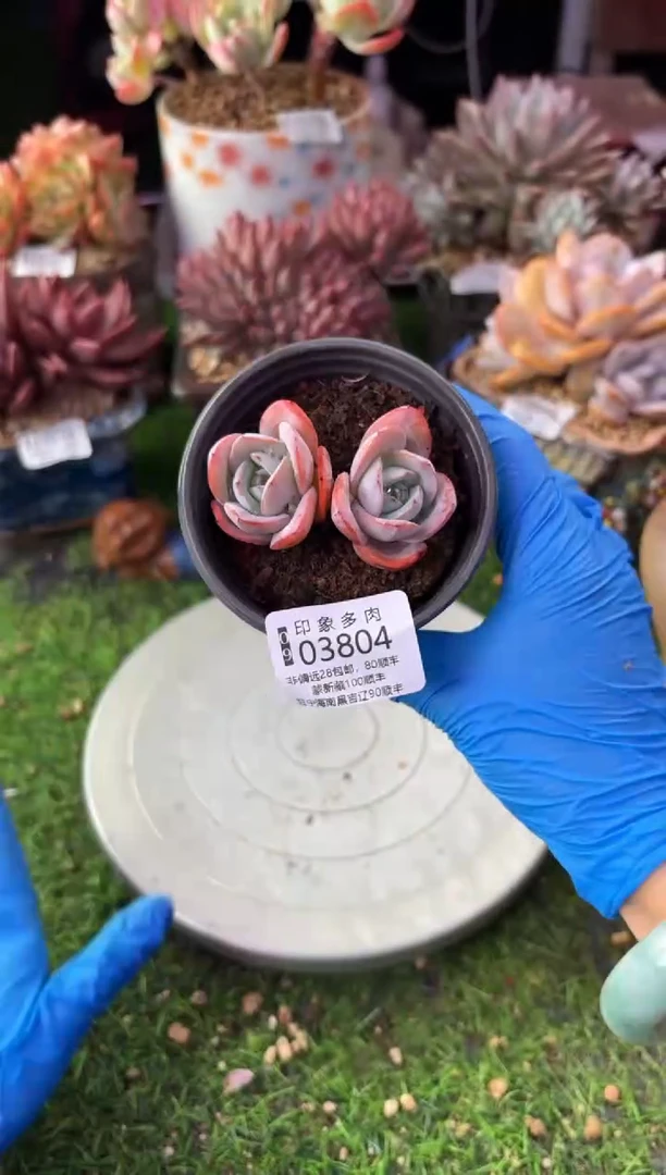 昆明印象多肉03804