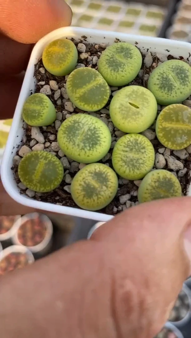 绿光阳带盆土随机一盆