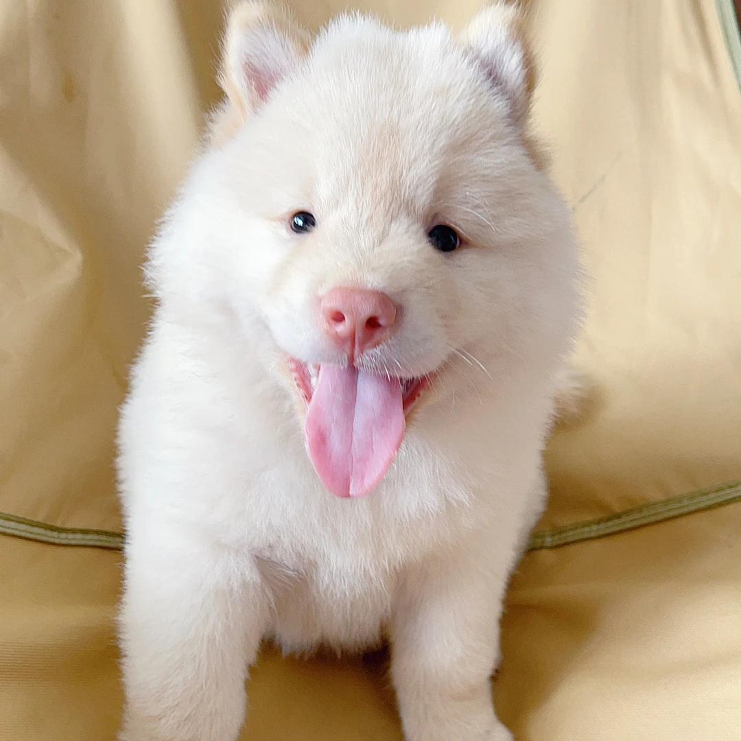 【权哥宠物】田园犬白土松狗狗活体★