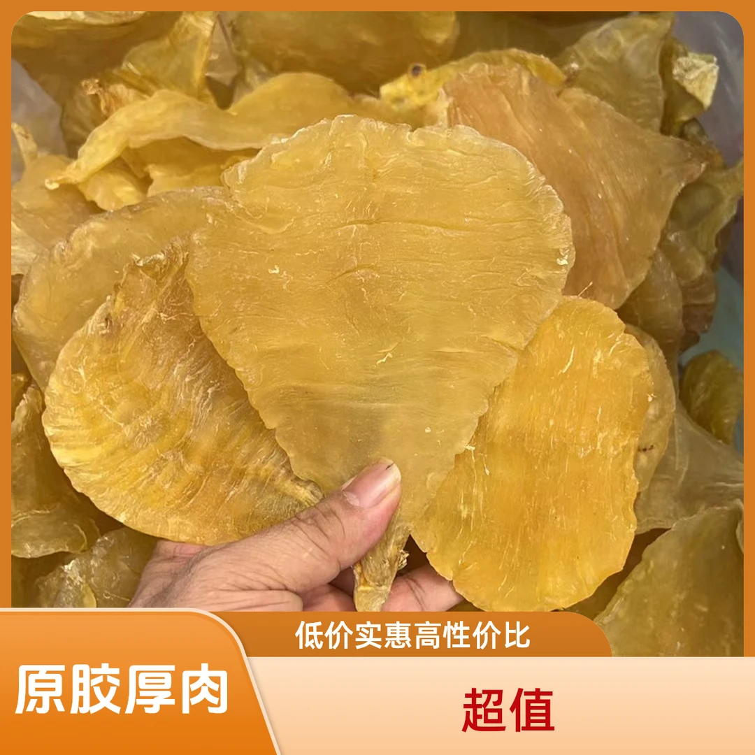 厚肉双芽原胶，胶质丰富，
