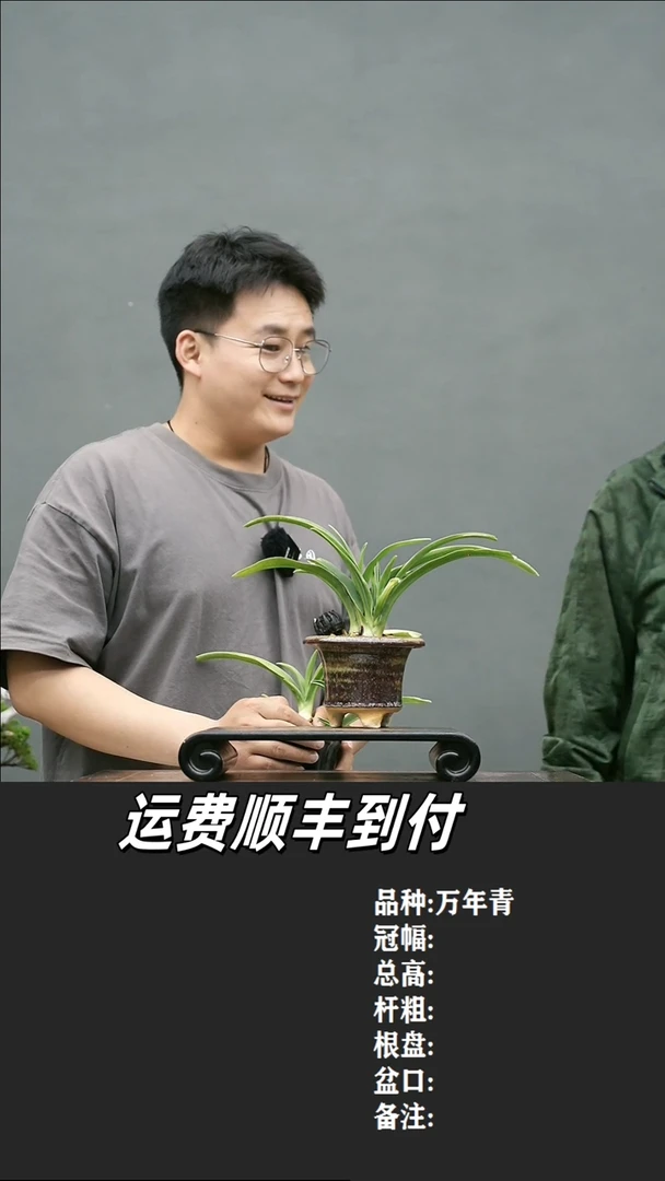 21 万年青
