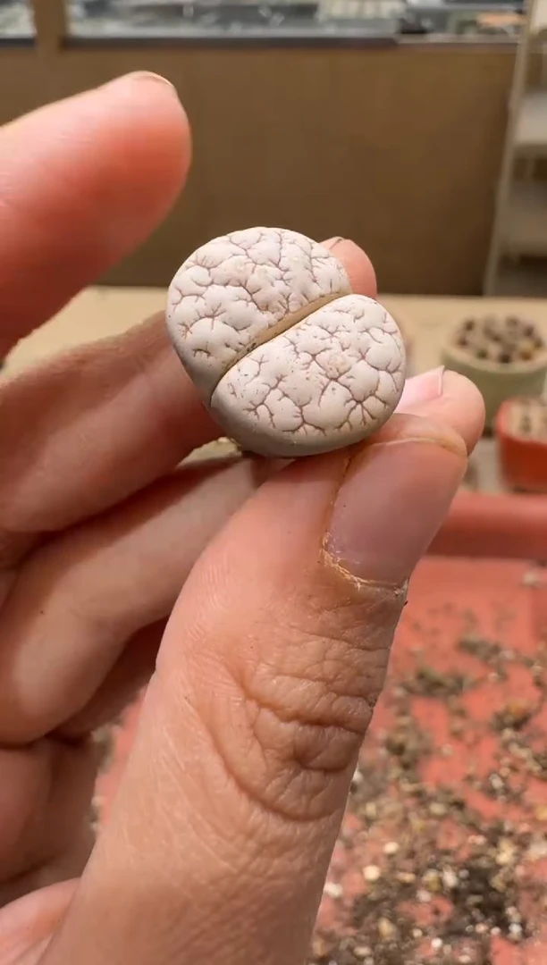 14-288多肉植物肉锥