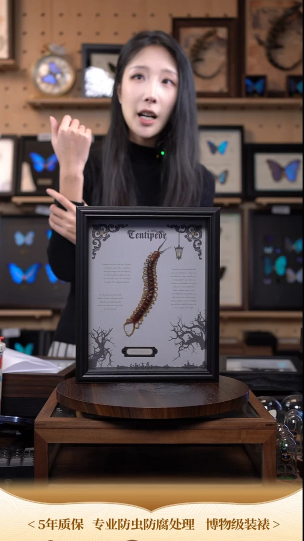 秘鲁巨人蜈蚣标本摆件