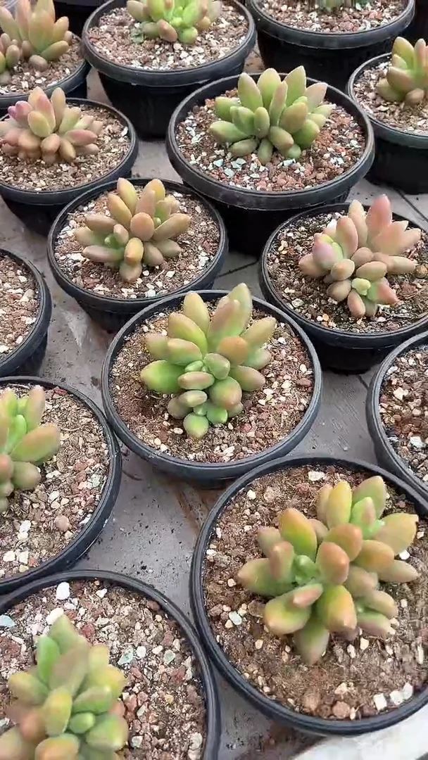【闪购商品】芒果奶三头发货