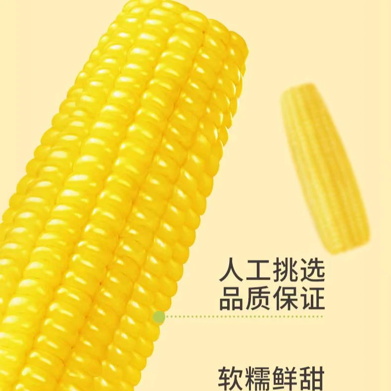 【试吃2根】黄糯玉米香甜软糯粗粮整箱10支5.5-6斤