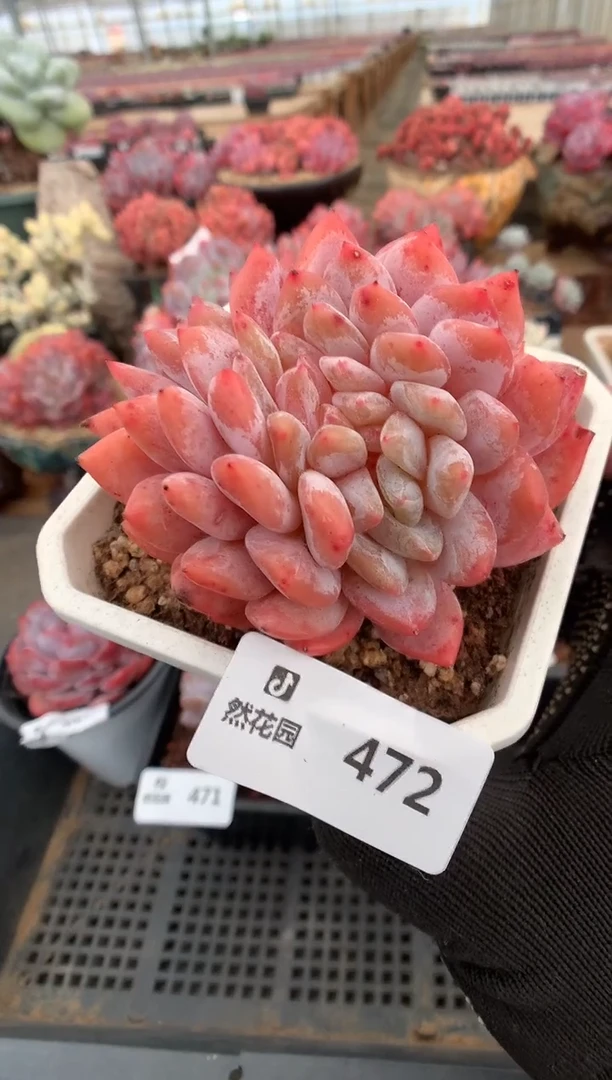 472雪天使缀一物一拍