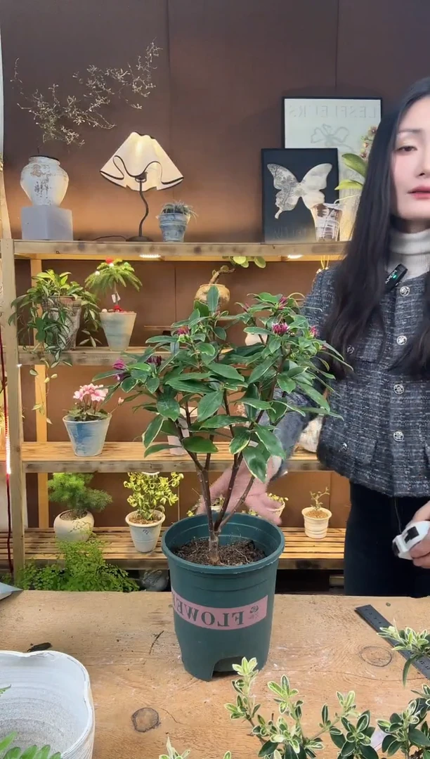 无花朵316金边瑞香育苗盆