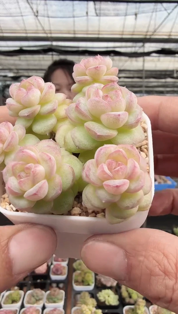 东云多肉园新款-228