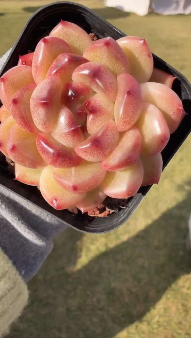 东云多肉园新款-183