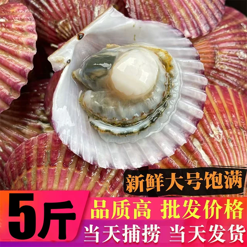 鲜活小红贝扇贝鲜甜肥美现捞现发保鲜保肥