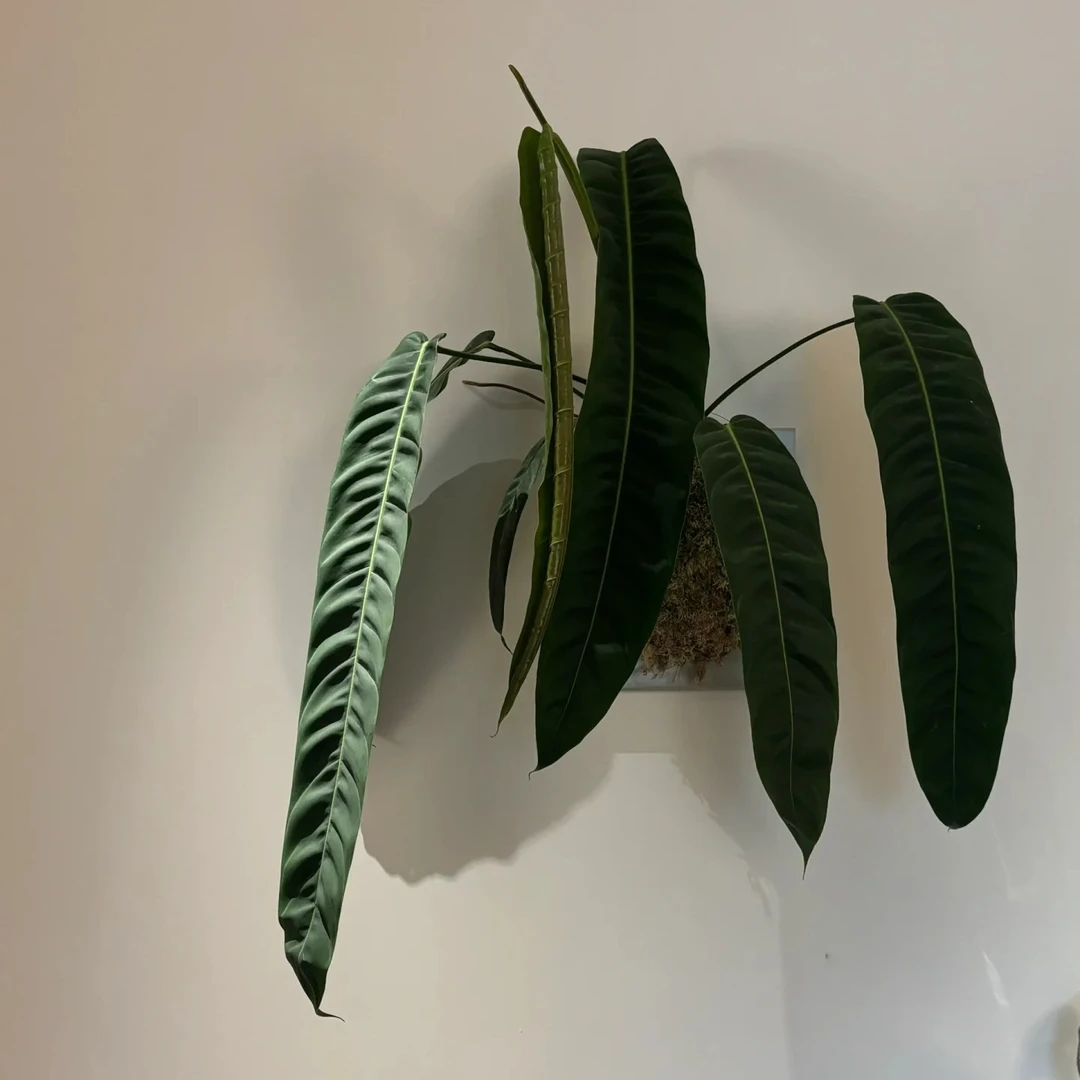 PP蔓绿绒室内外好养趣味观叶网红绿植多年生耐热热植