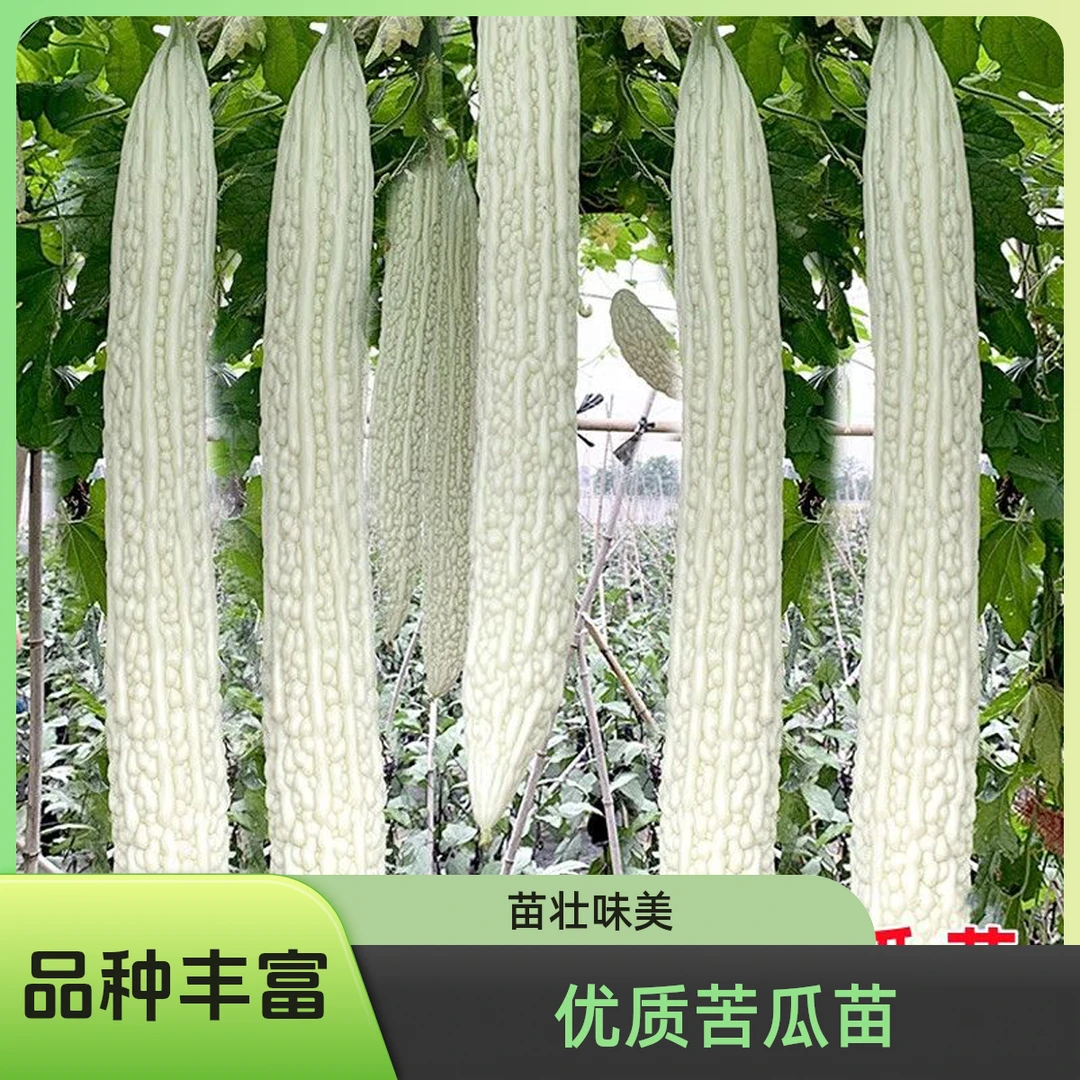 正宗白苦瓜黄瓜西红柿秧苗长白苦瓜苦瓜苗苦瓜种蔬菜种秧苗白苦瓜