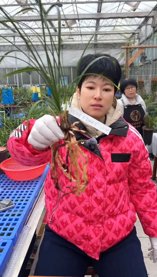 当前无花朵，栽培后可花朵小***氧老月佩，，，小马不有氧