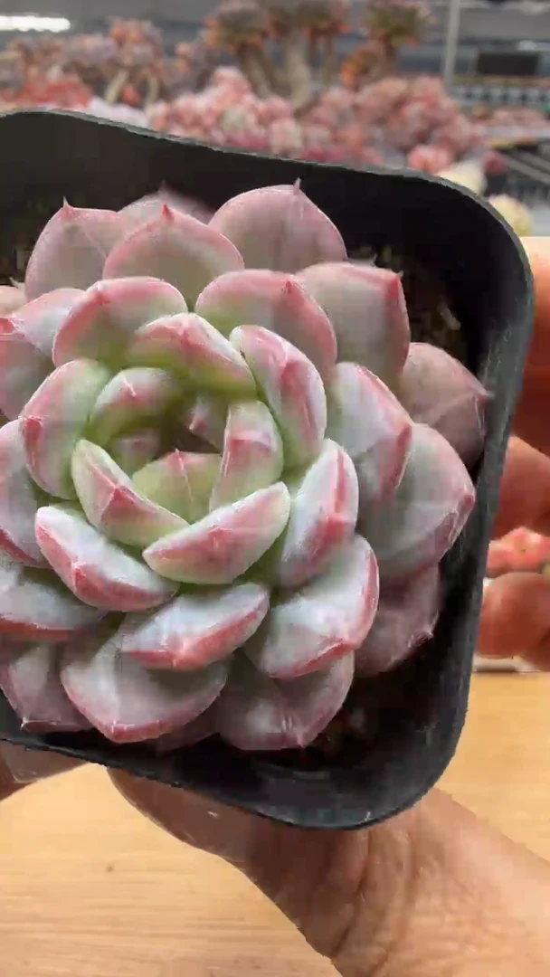 东云多肉园二店-31