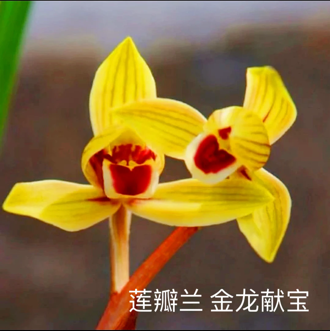 【金龙献宝】莲瓣兰名品国兰花开浓香好养易活对版人工种植