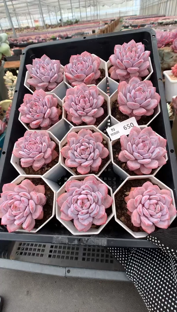 650星星橙量拍多肉