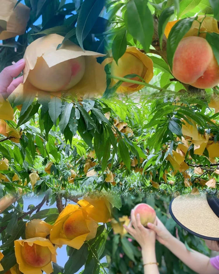 上海南汇水蜜桃时令当季水果原产地直发现摘现发