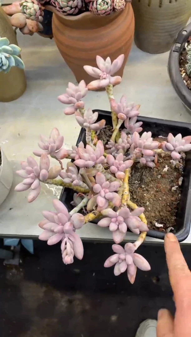 【闪购商品】72汤圆不包损