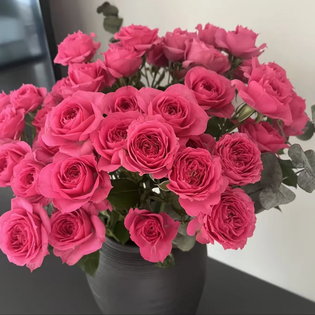 【茗花】苏菲宝贝多头玫瑰