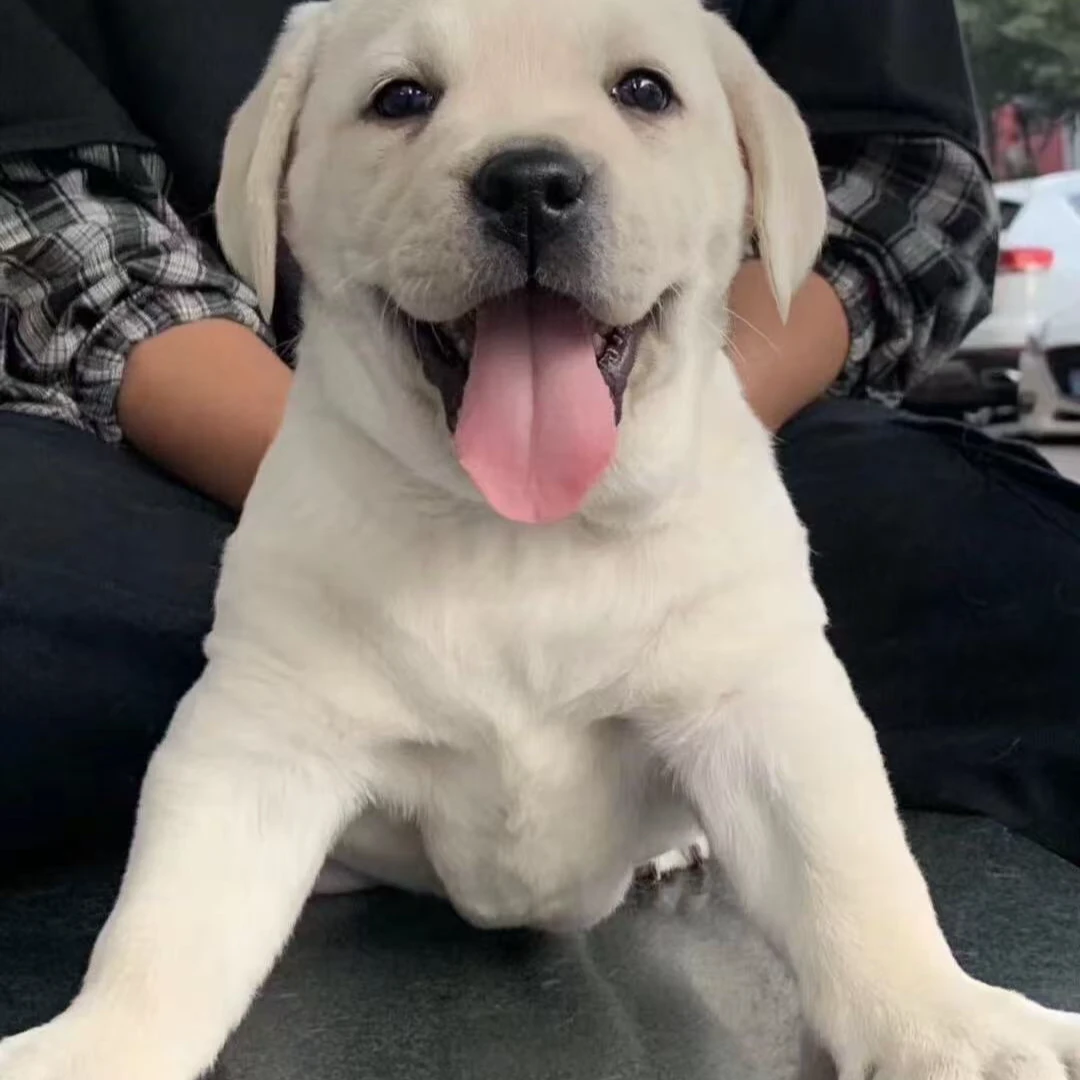 活体狗狗通用链接