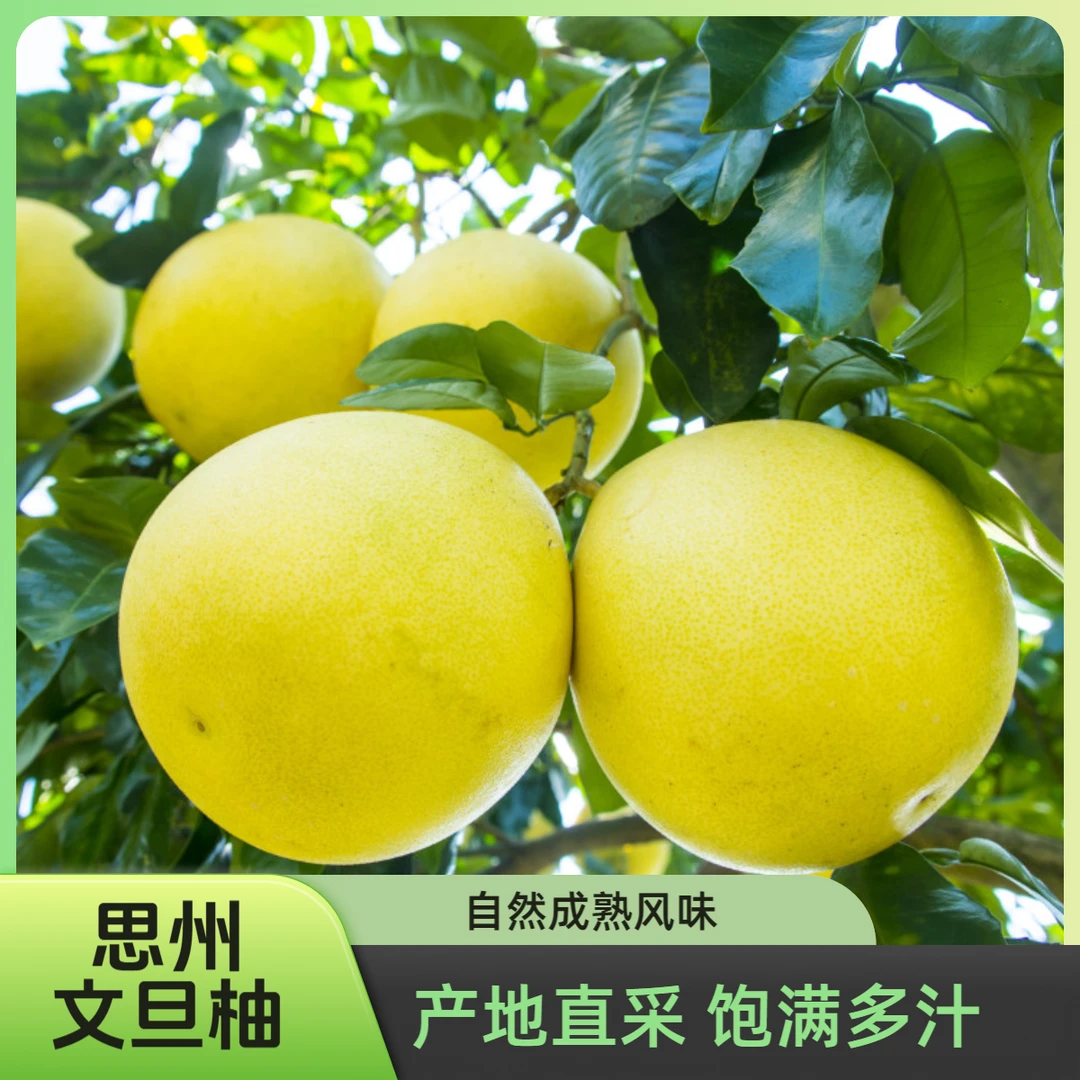 （文旦柚小果）当季新鲜老树思州文旦柚子白心柚子孕妇水果蜜柚