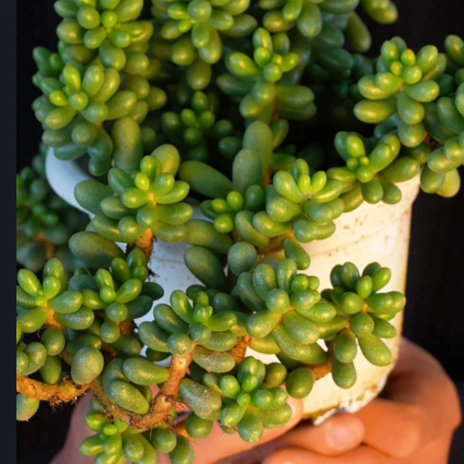 零花钱多肉  盆栽绿龟之卵  多肉植物