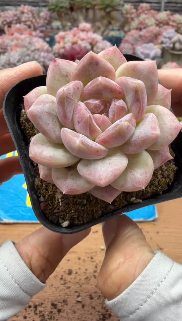 东云多肉园二店-378