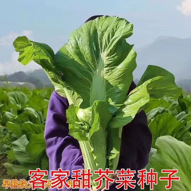 【全店满8包包邮】客家甜芥菜种子