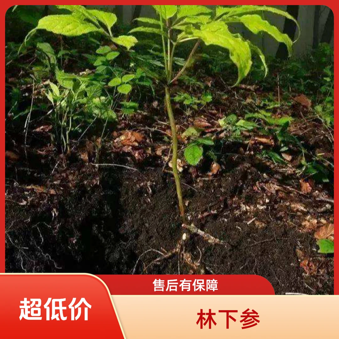 【百参堂】长白山鲜林下人参  东北特产