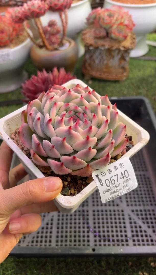 【闪购商品】06740