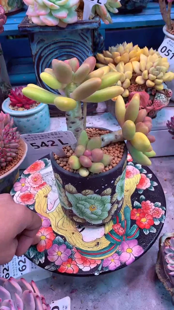 542L 模特区 芒果奶