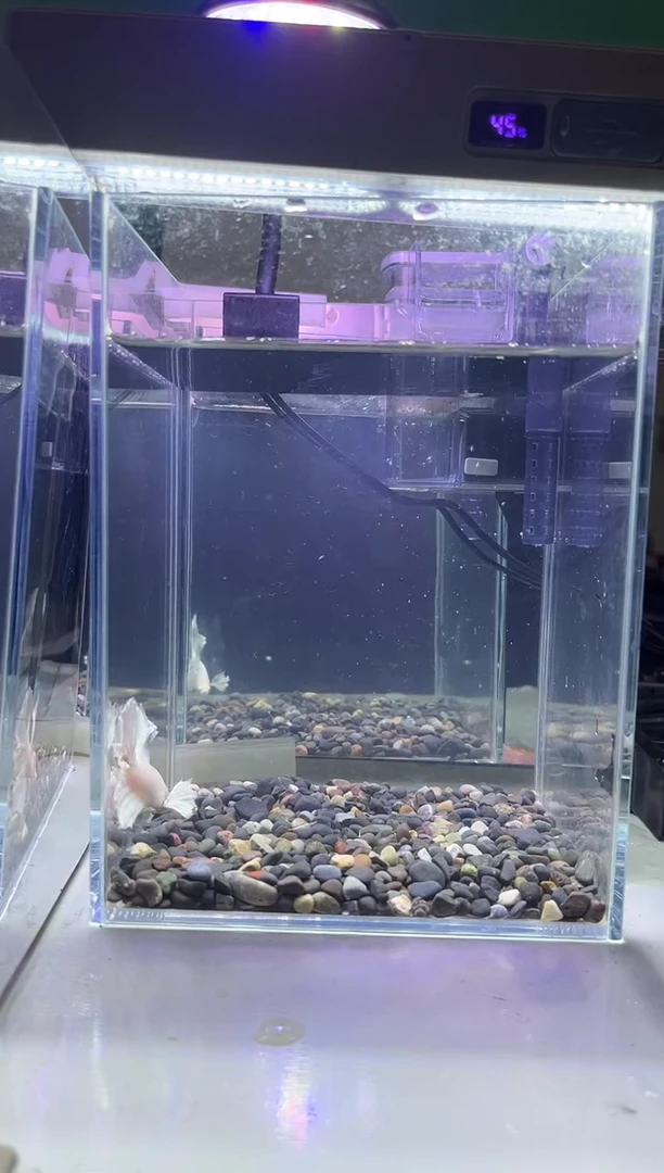 斗鱼斗鱼竟拍连接31