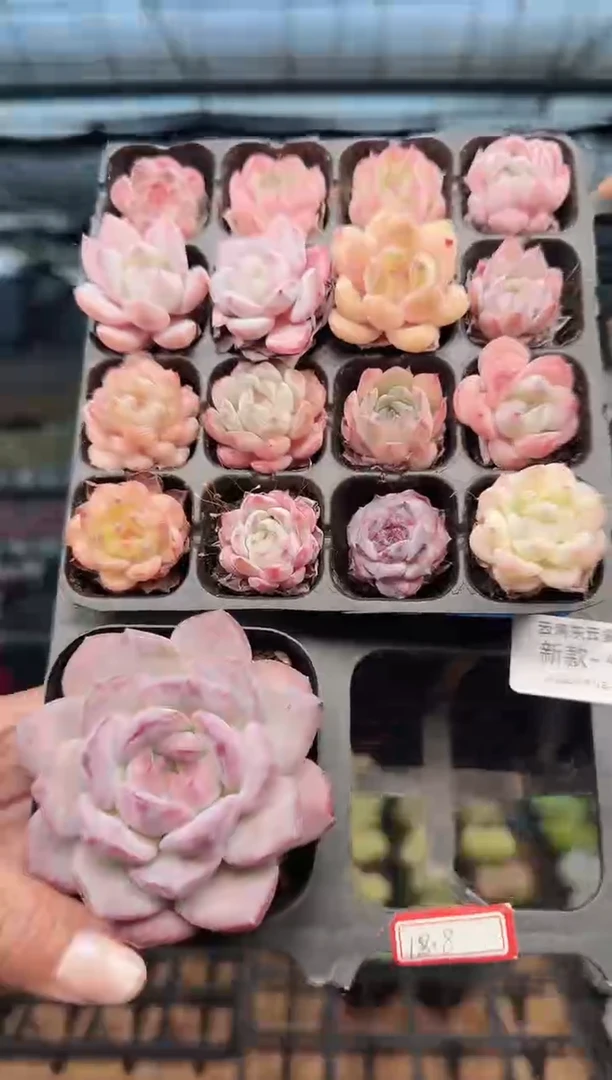 东云多肉园新款-44