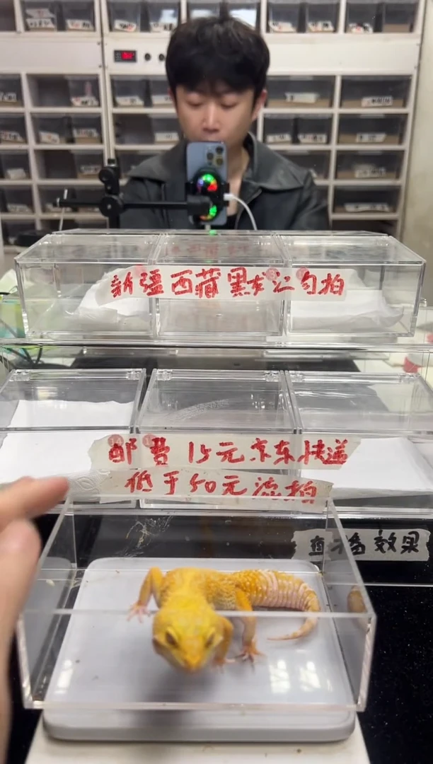 豹纹守宫豹纹守宫06