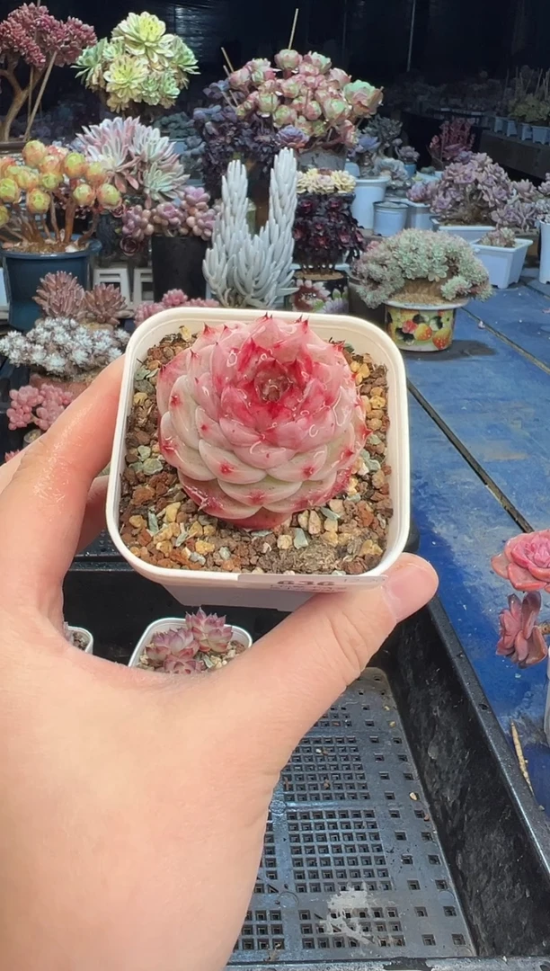 【闪购商品】636不带盆