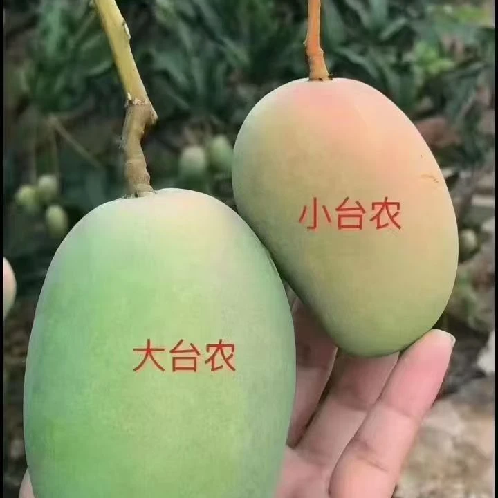 百色芒果现摘现发酸甜多汁香味浓郁口感细腻