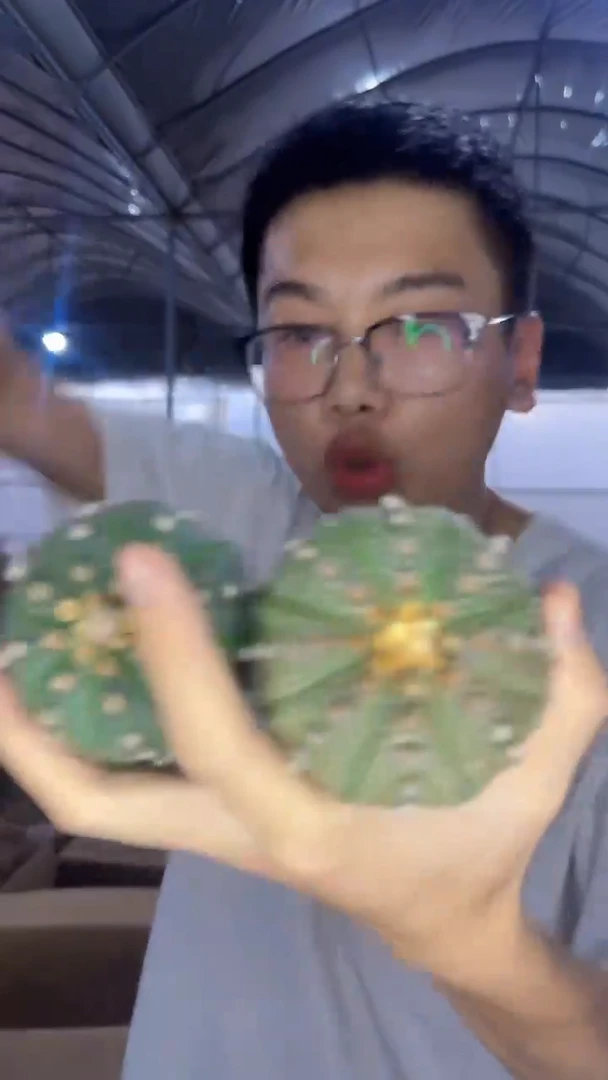 5颗 实生根 星兜 4-6cm