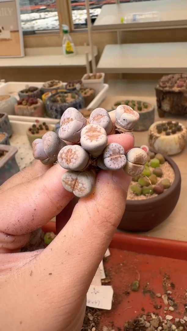 14-120多肉植物肉锥
