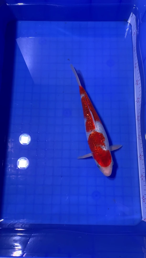 锦鲤31CM银鳞葡萄衣